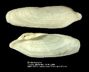 Pholas dactylus (2)
